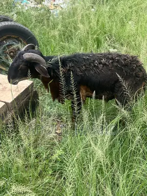 Mature Black Brown Ram for Sale - Strong, Healthy