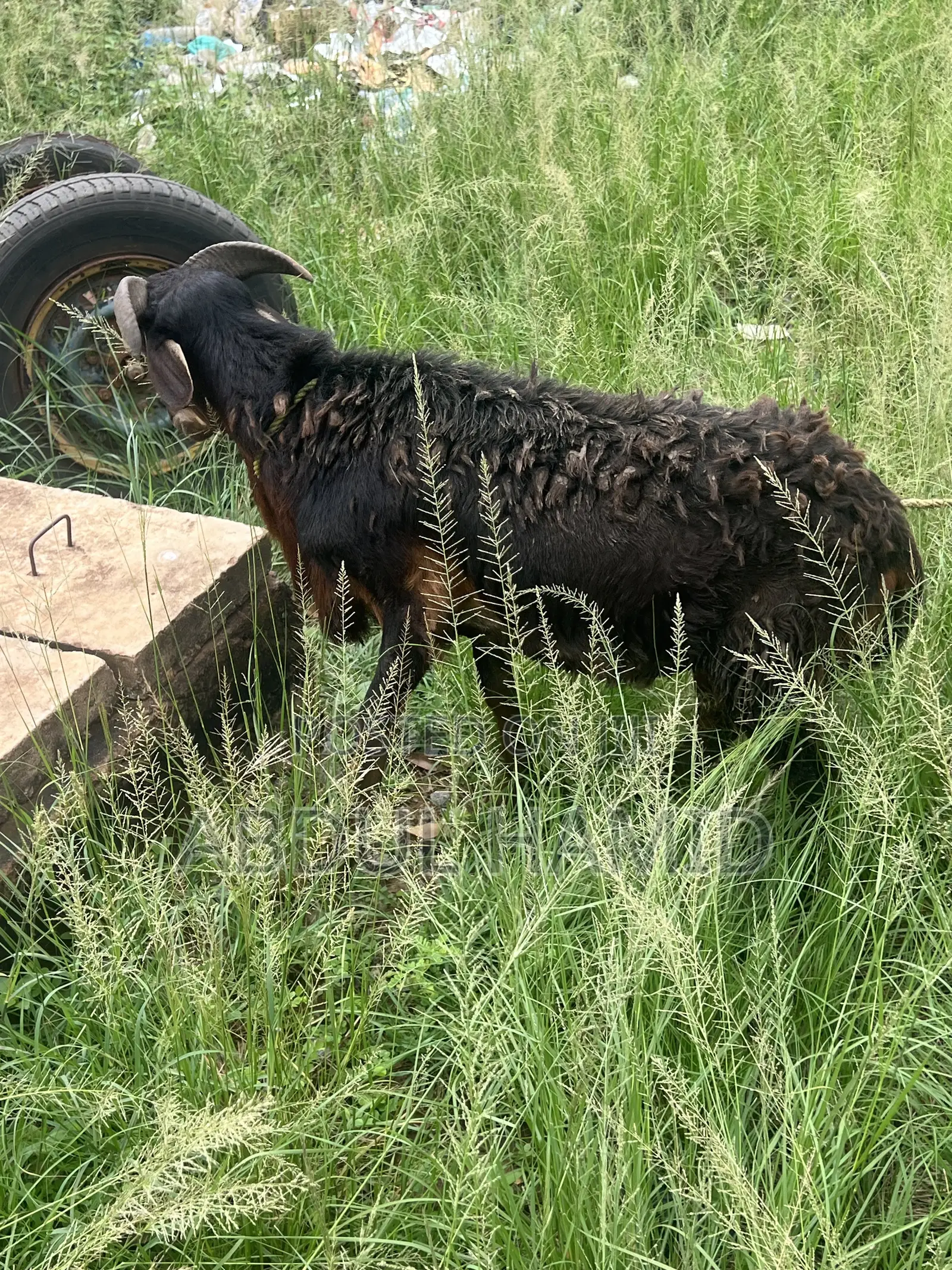 Mature Black Brown Ram for Sale - Strong, Healthy