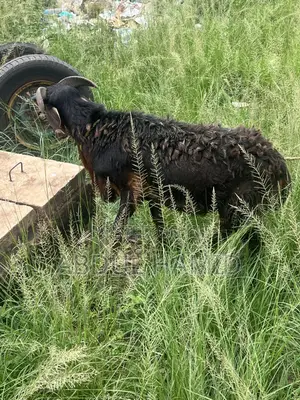 Mature Black Brown Ram for Sale - Strong, Healthy