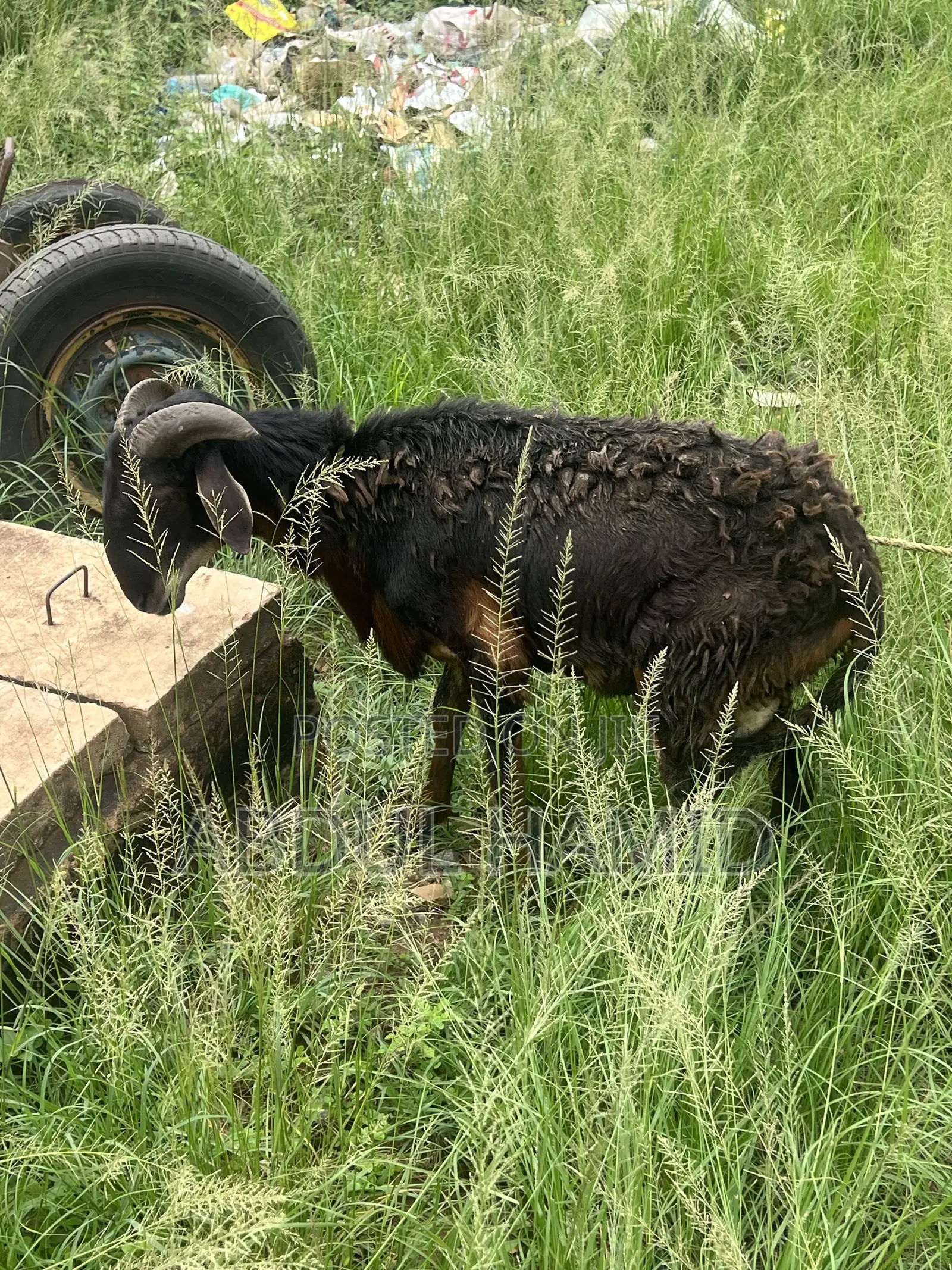 Mature Black Brown Ram for Sale - Strong, Healthy