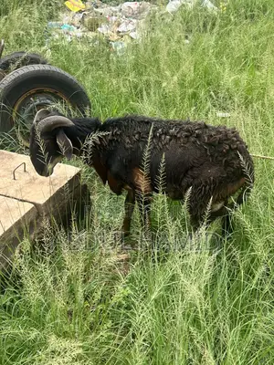 Mature Black Brown Ram for Sale - Strong, Healthy