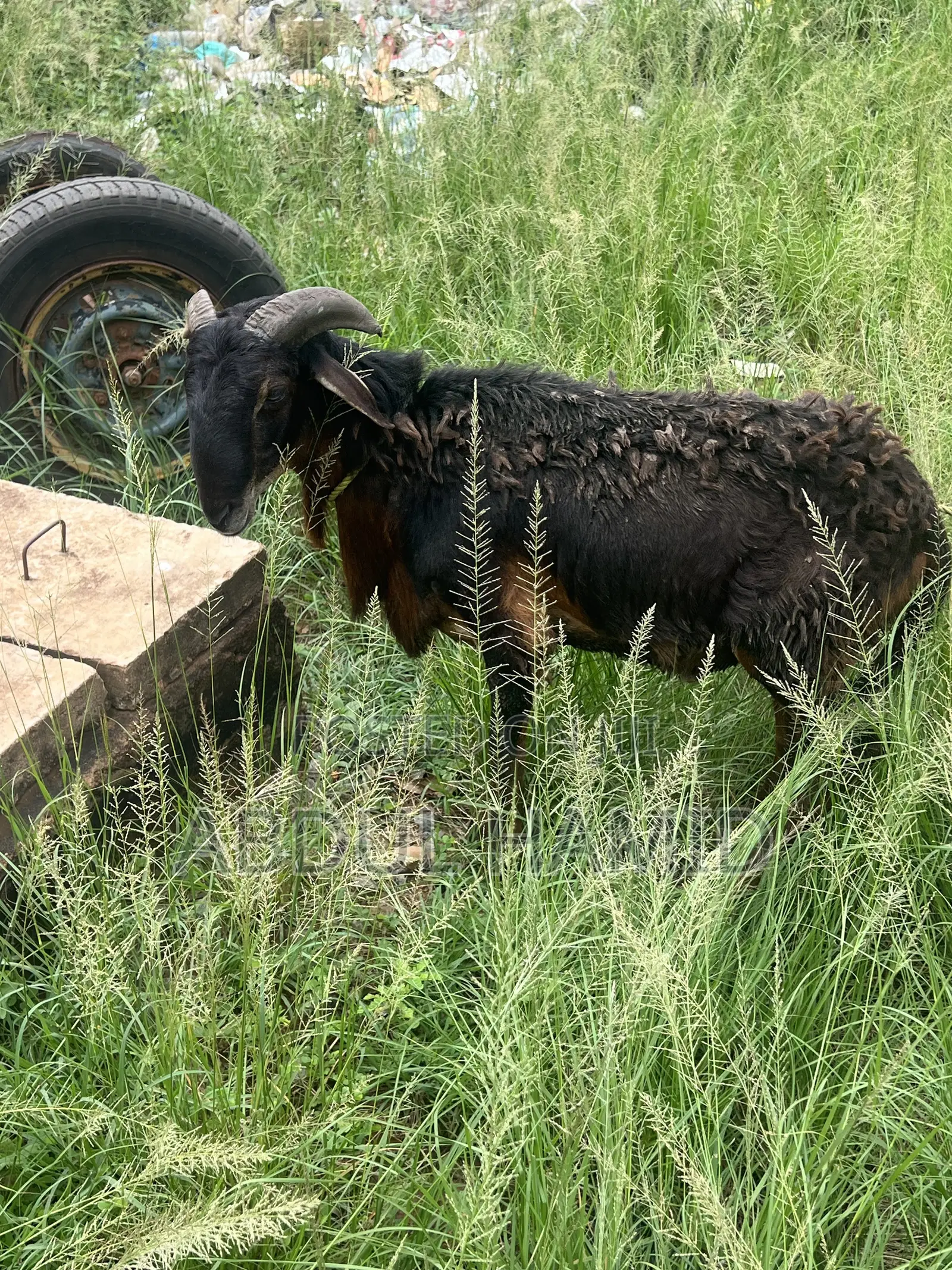 Mature Black Brown Ram for Sale - Strong, Healthy