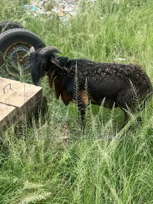 Mature Black Brown Ram for Sale - Strong, Healthy