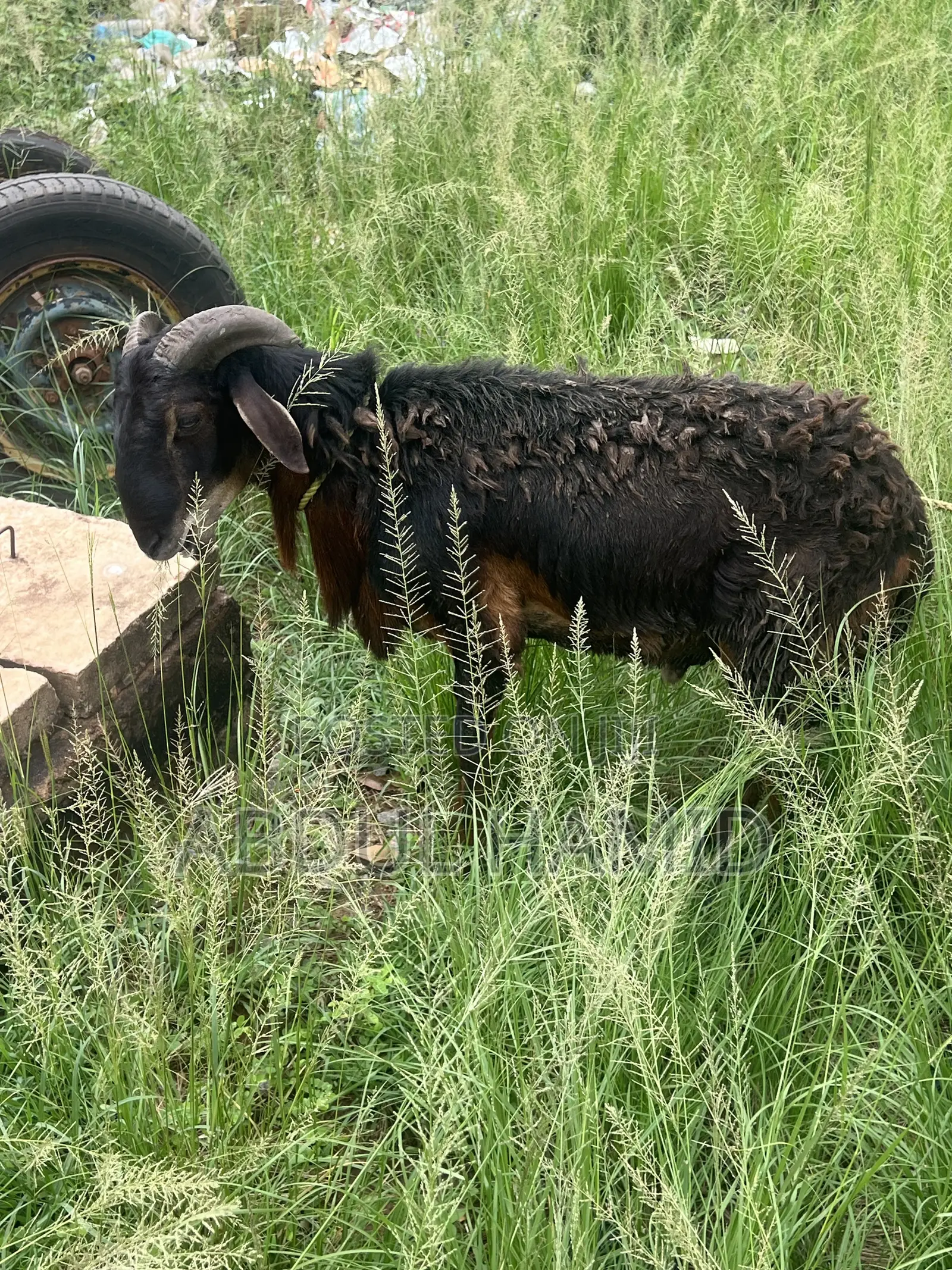 Mature Black Brown Ram for Sale - Strong, Healthy