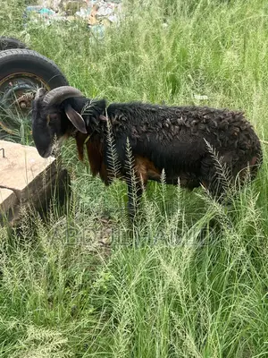 Mature Black Brown Ram for Sale - Strong, Healthy