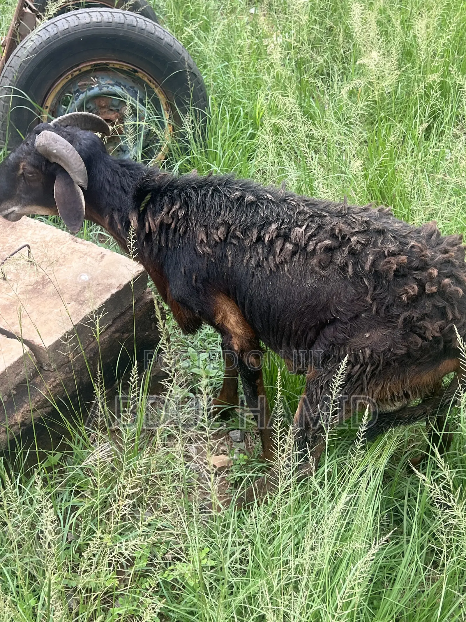 Mature Black Brown Ram for Sale - Strong, Healthy