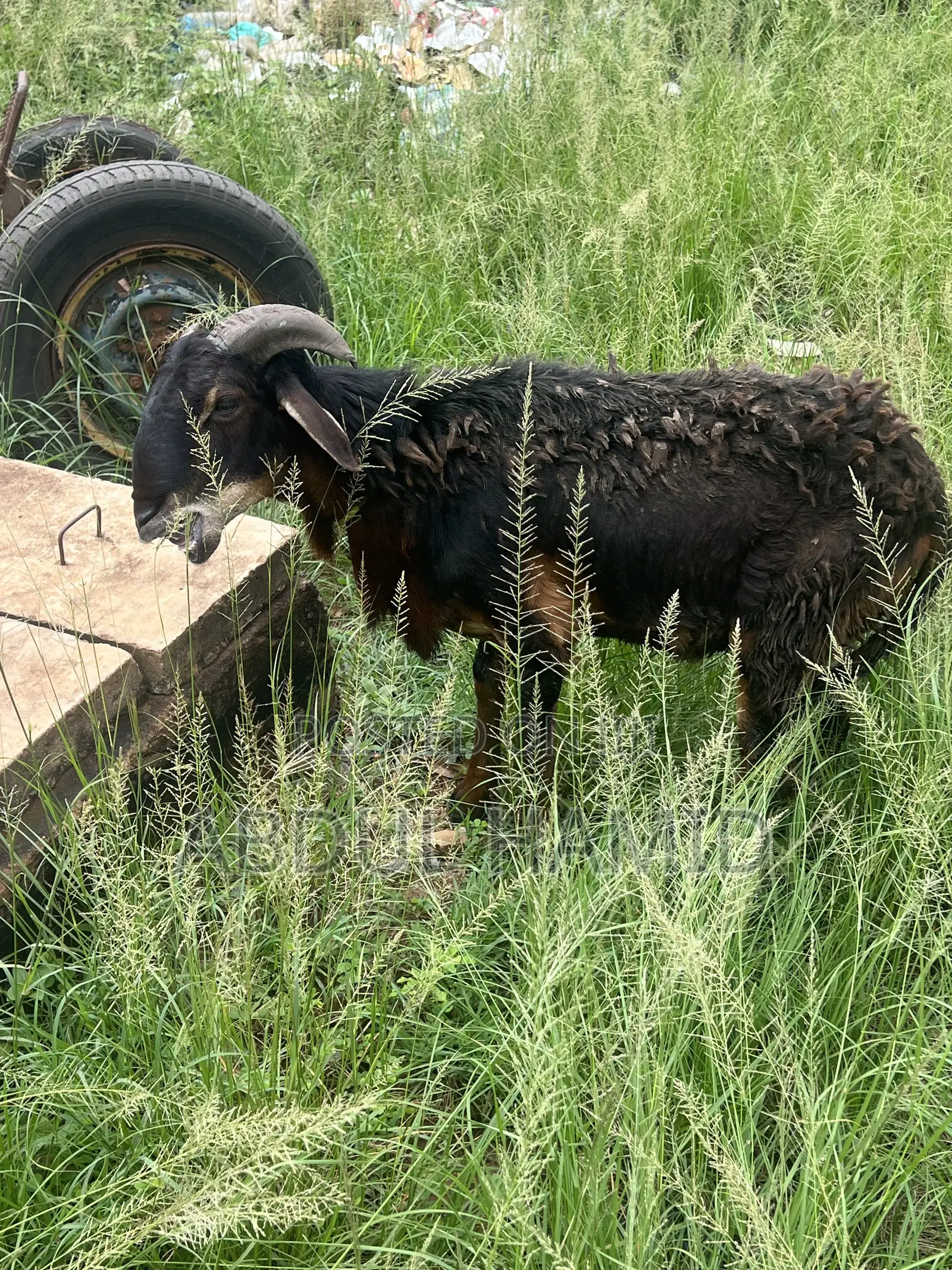 Mature Black Brown Ram for Sale - Strong, Healthy