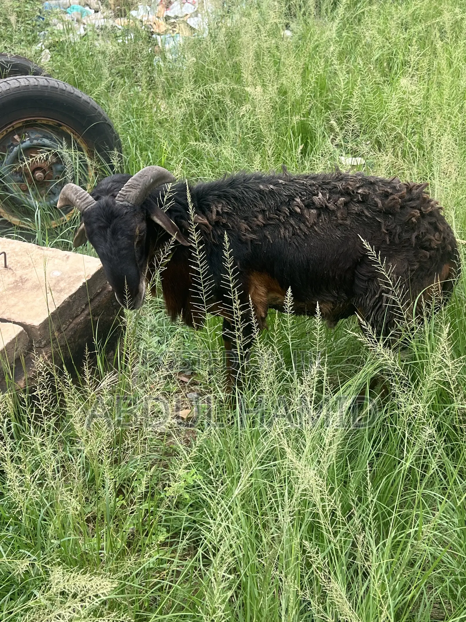 Mature Black Brown Ram for Sale - Strong, Healthy