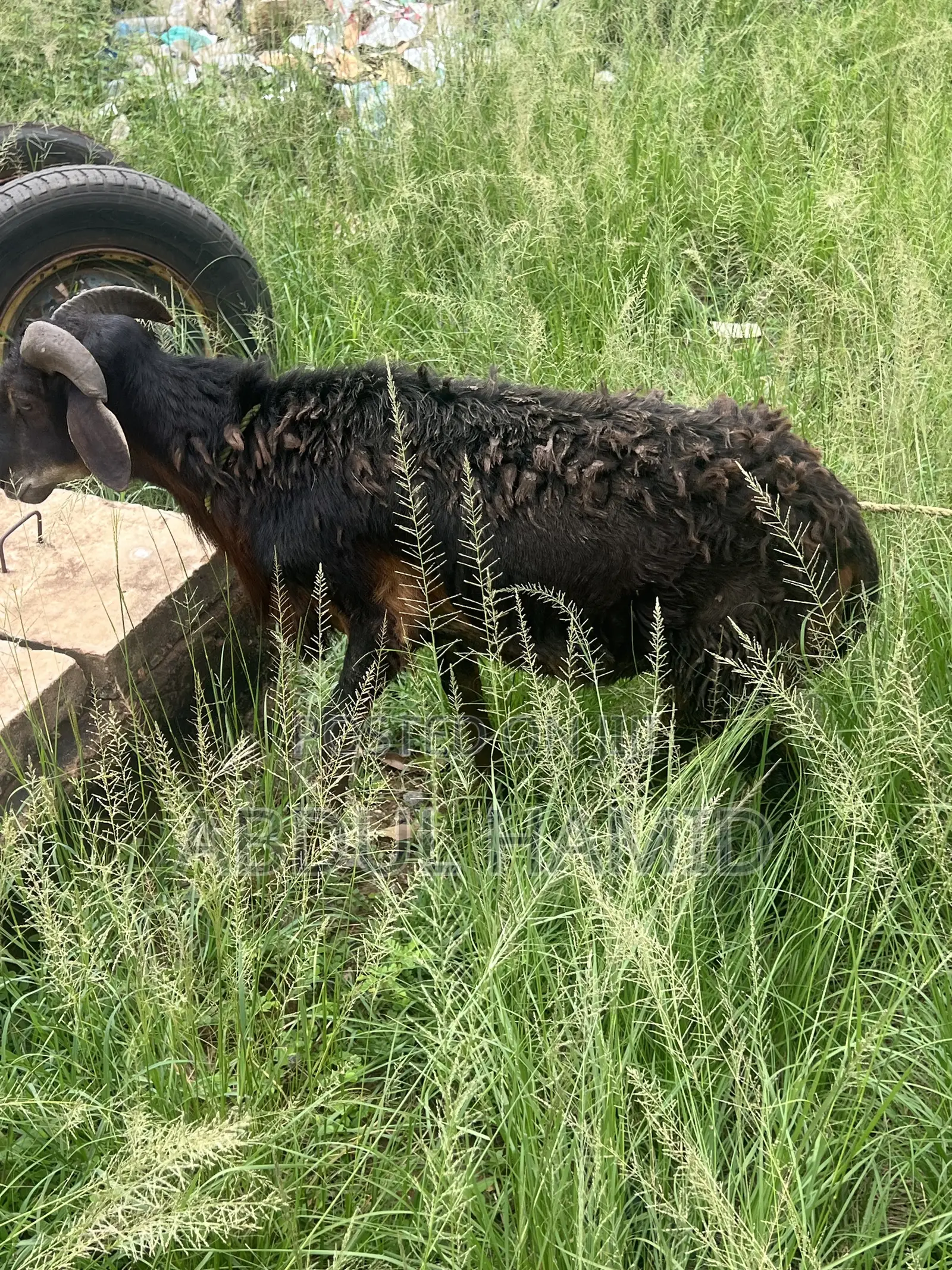 Mature Black Brown Ram for Sale - Strong, Healthy