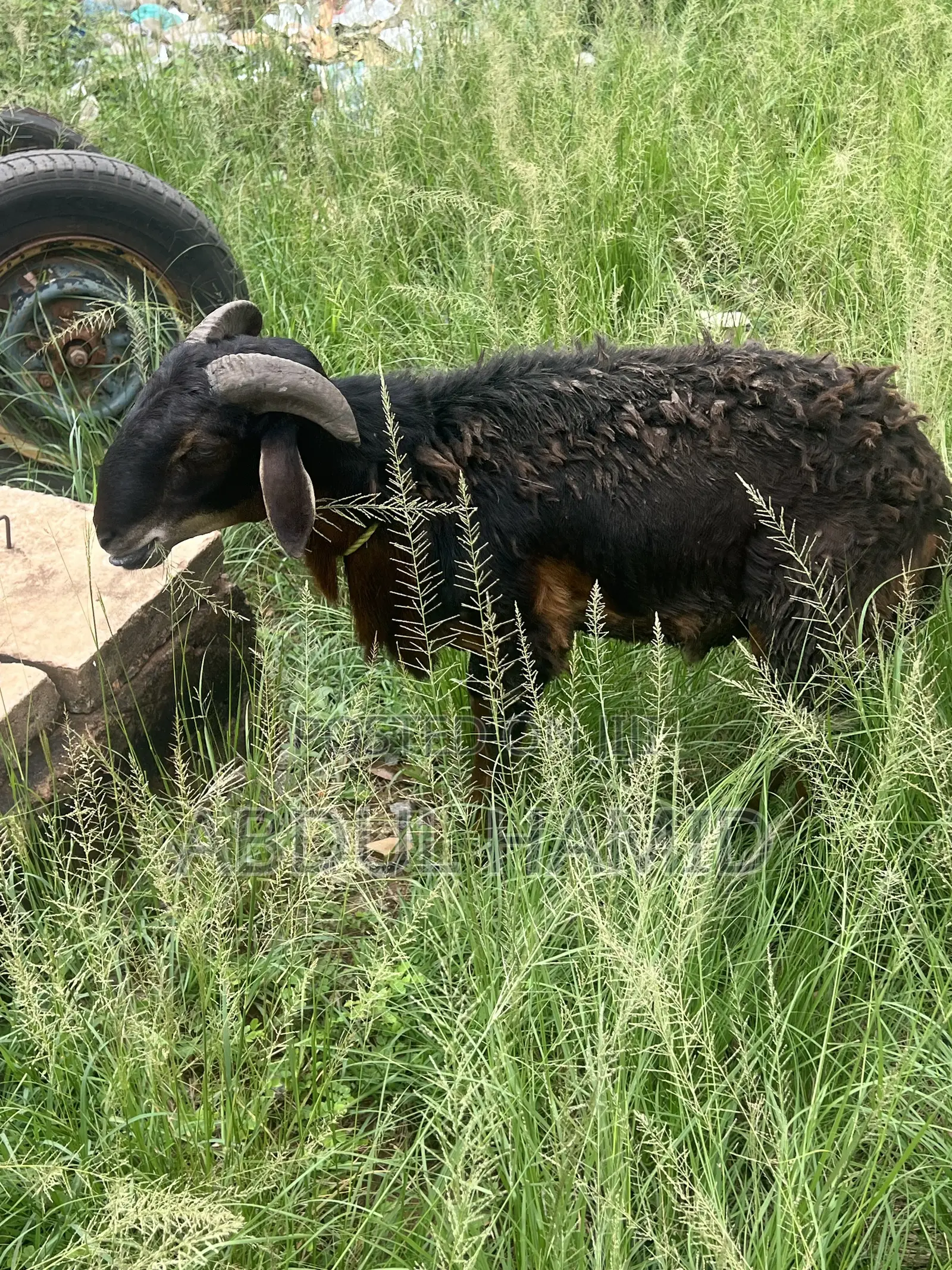 Mature Black Brown Ram for Sale - Strong, Healthy