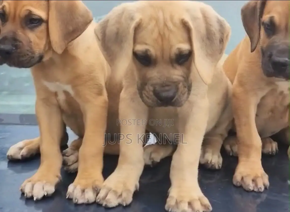 1-3 months Female Purebred Boerboel