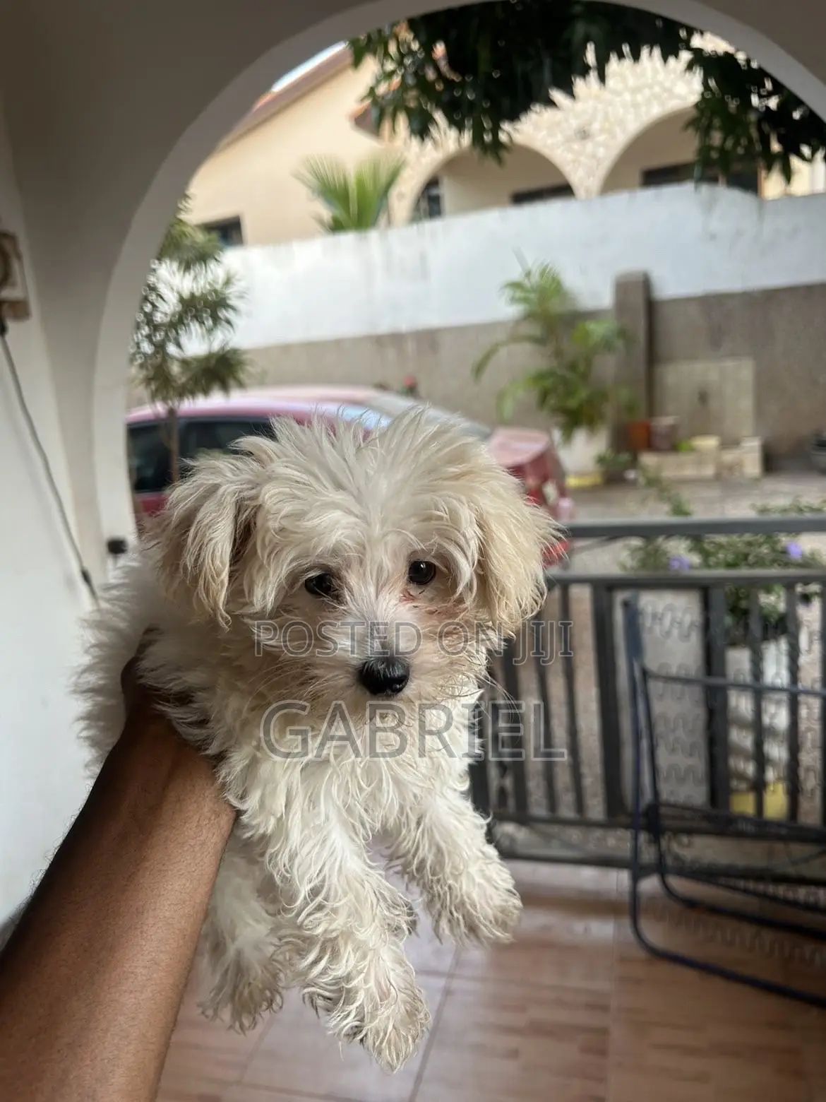 1-3 months Female Mixed Breed Maltese