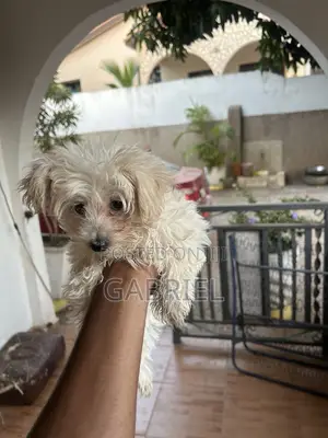 1-3 months Female Mixed Breed Maltese