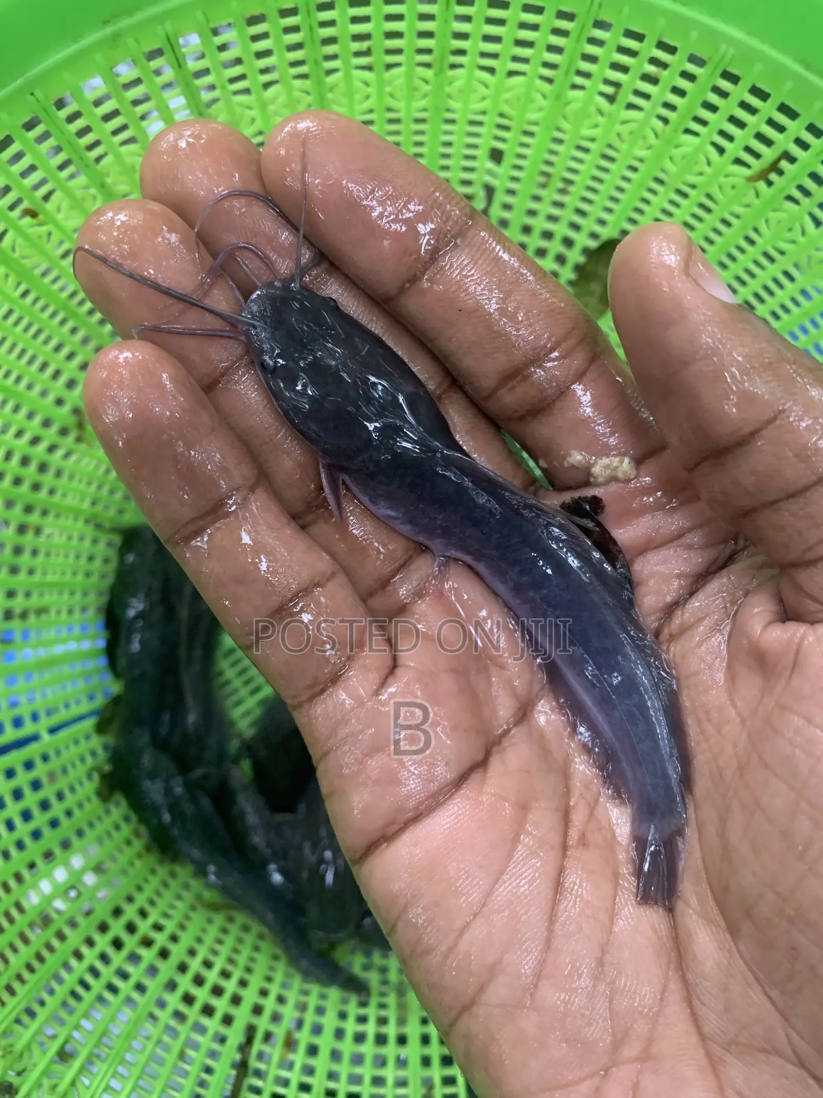 Fast Growing Catfish Fingerlings.