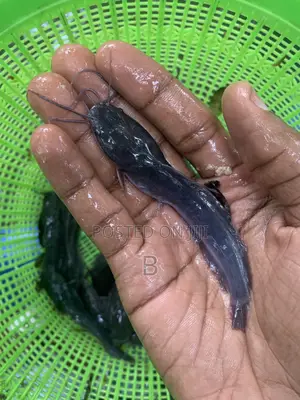 Fast Growing Catfish Fingerlings.