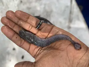 Fast Growing Catfish Fingerlings.