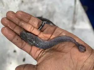 Fast Growing Catfish Fingerlings.