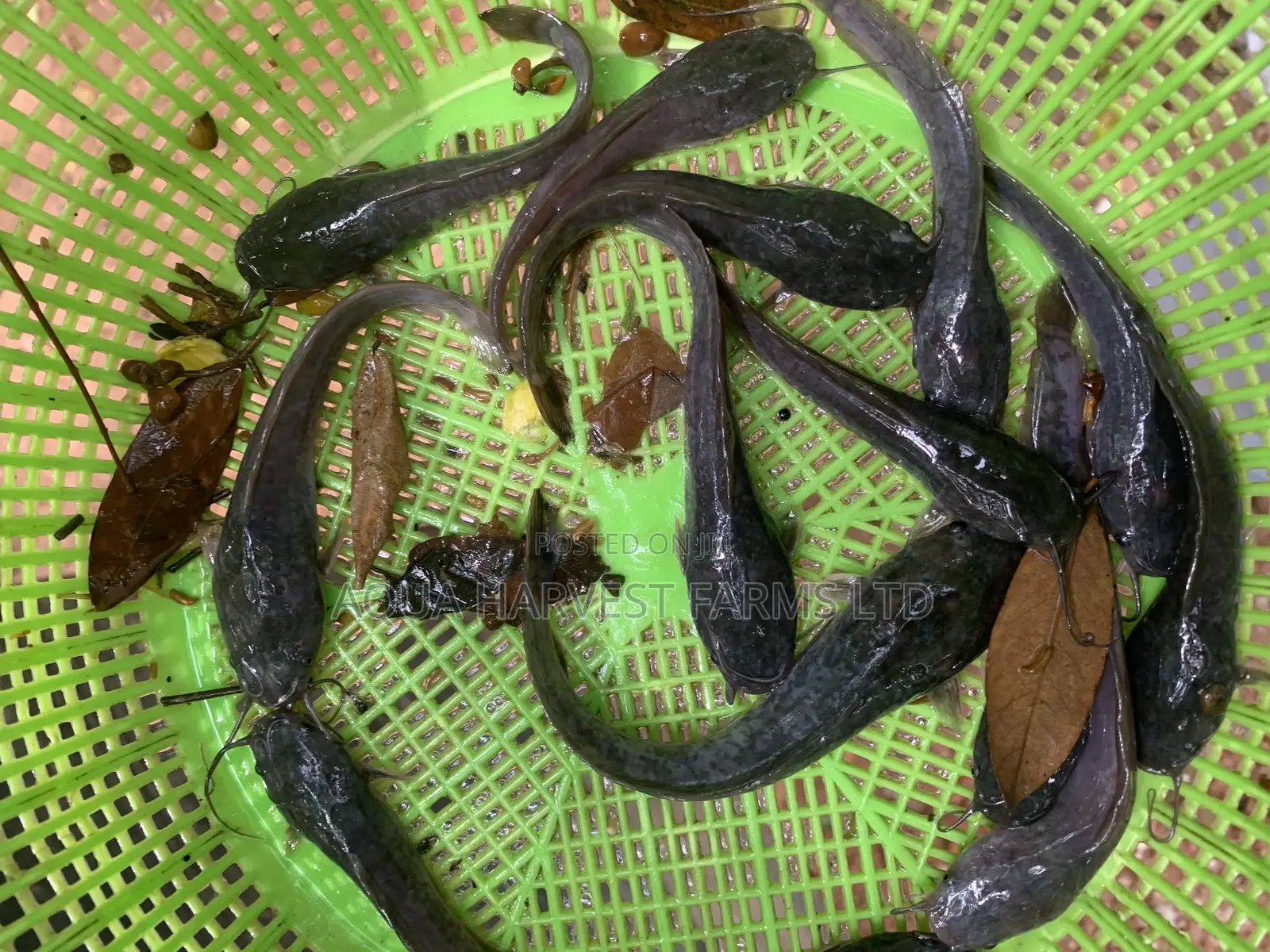 Fast Growing Catfish Fingerlings.