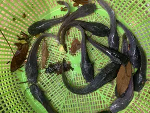 Fast Growing Catfish Fingerlings.