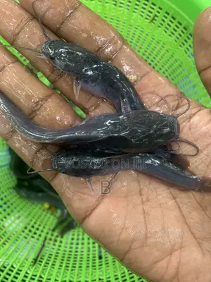 Fast Growing Catfish Fingerlings.