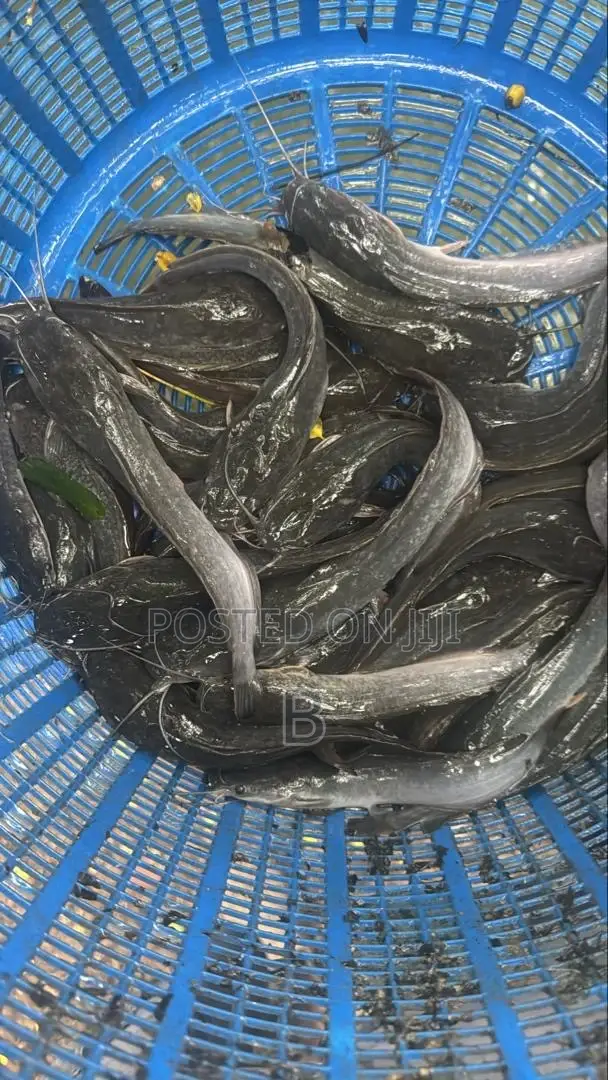 Catfish Fingerlings/ Jumbo
