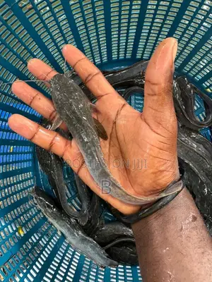 Catfish Fingerlings/ Jumbo