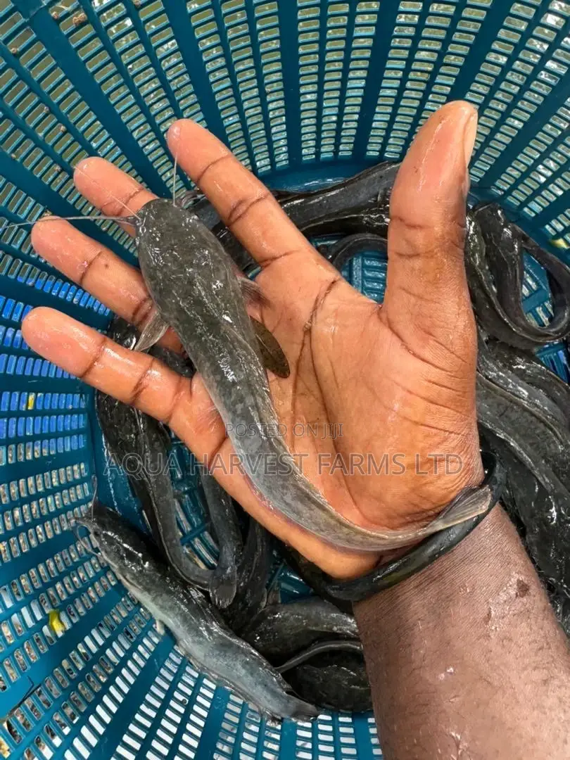 Catfish Fingerlings/ Jumbo