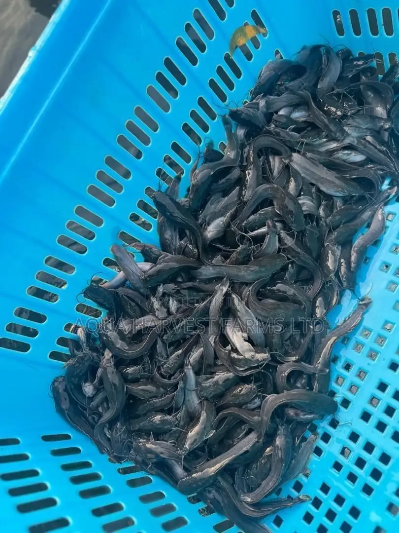 Catfish Fingerlings