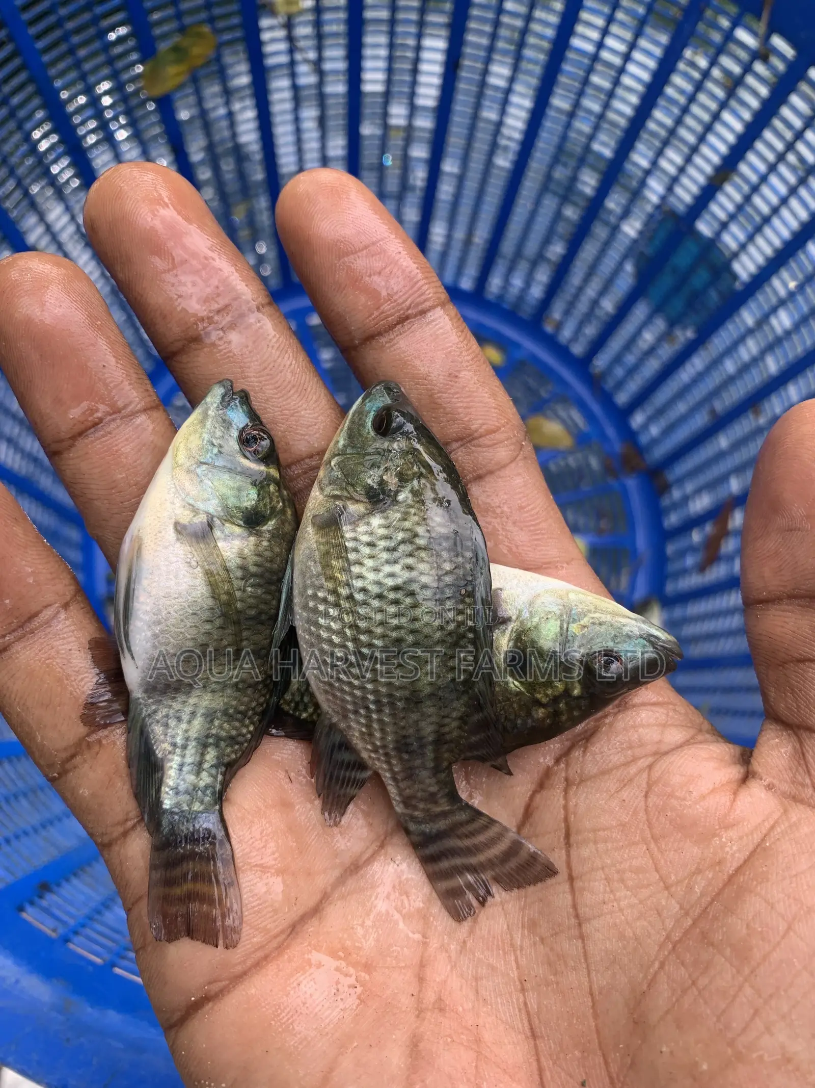 Tilapia Fingerlings / Fast Growing Tilapia