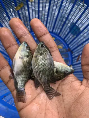 Tilapia Fingerlings / Fast Growing Tilapia