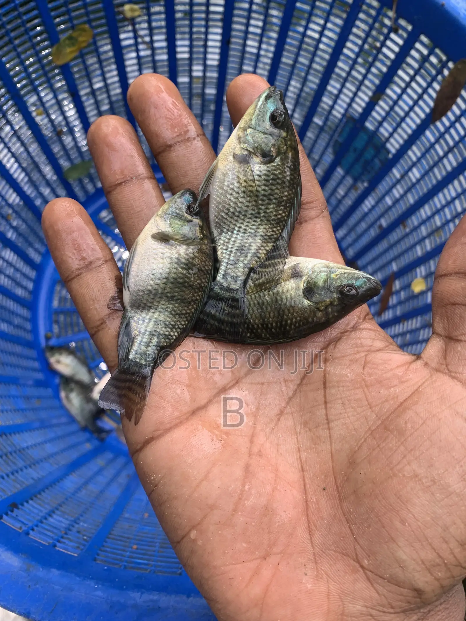 Tilapia Fingerlings / Fast Growing Tilapia