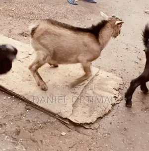 Brown Male Goat