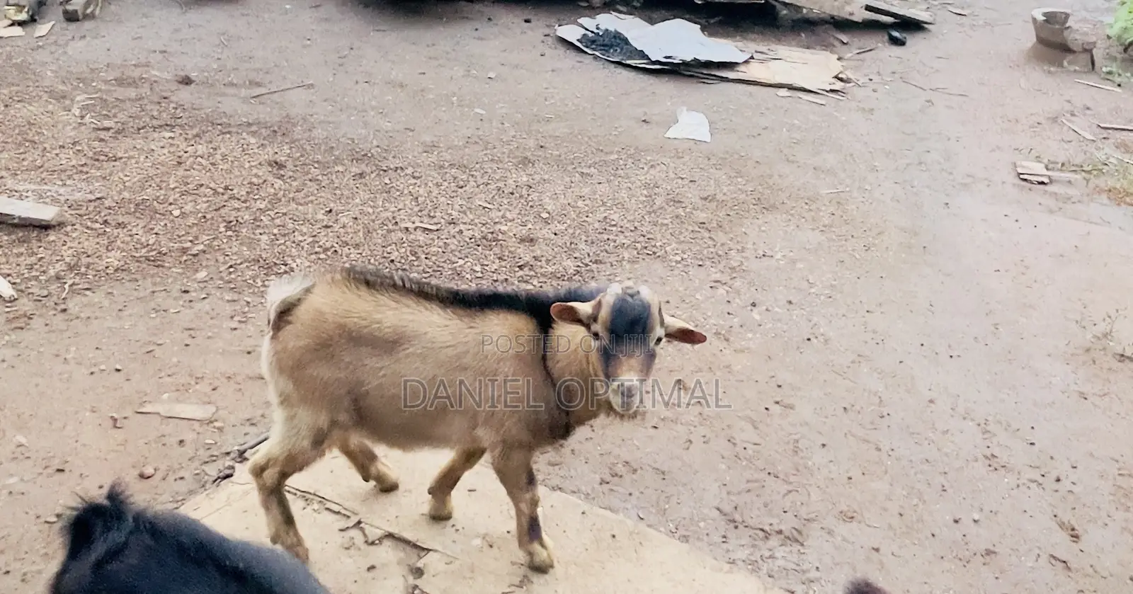 Brown Male Goat