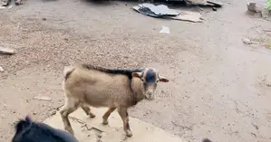 Brown Male Goat