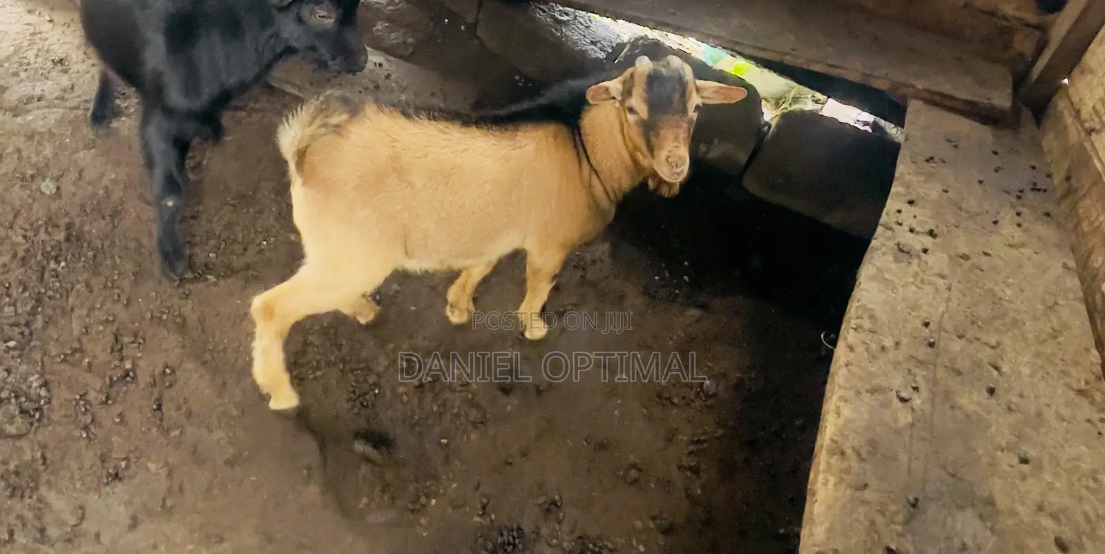 Brown Male Goat