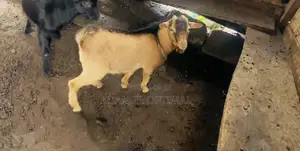 Brown Male Goat