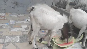 Goat Good For Crossing And Breathing And Lots Of Meat