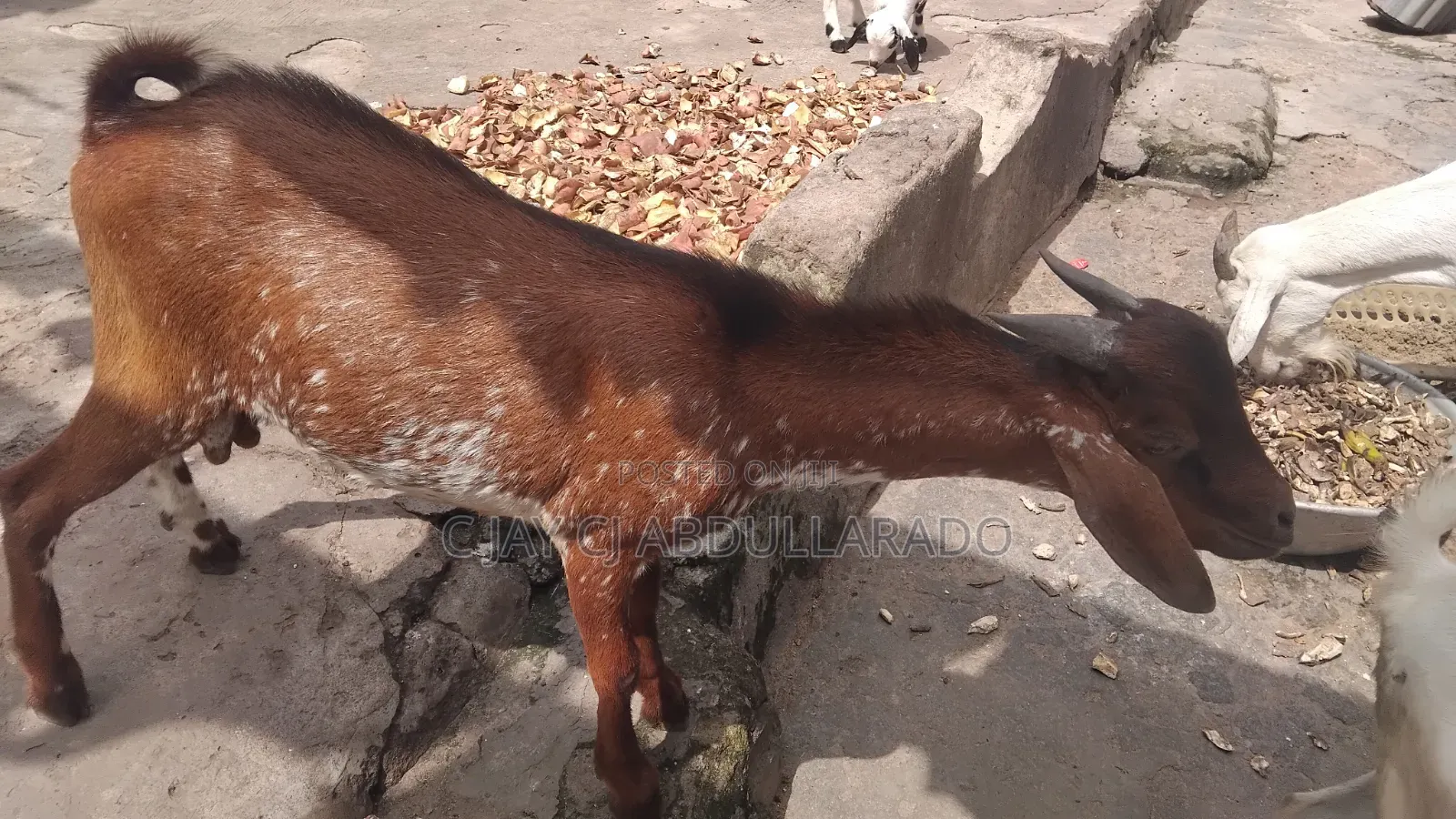 House Breathing Goat Good For Crossing And Lots Of Meat