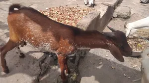 House Breathing Goat Good For Crossing And Lots Of Meat
