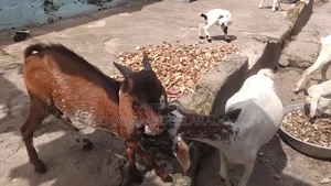 House Breathing Goat Good For Crossing And Lots Of Meat