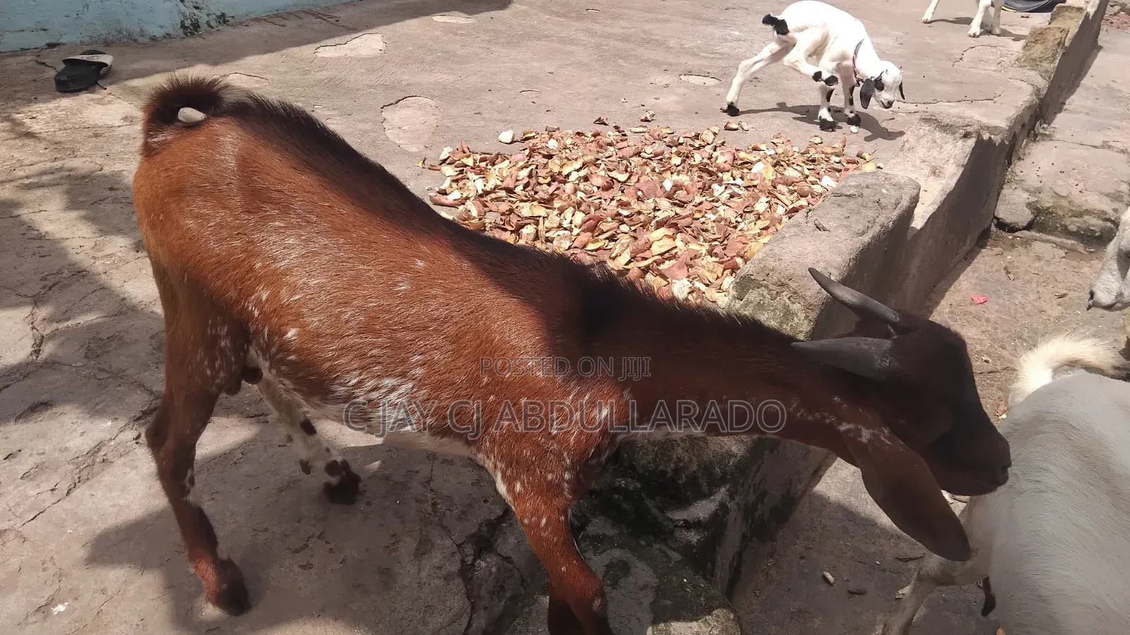 House Breathing Goat Good For Crossing And Lots Of Meat