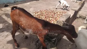 House Breathing Goat Good For Crossing And Lots Of Meat