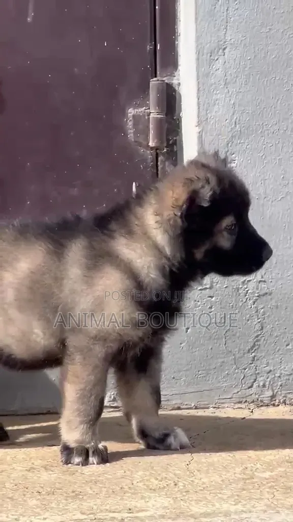1-3 months Male Purebred Caucasian Shepherd