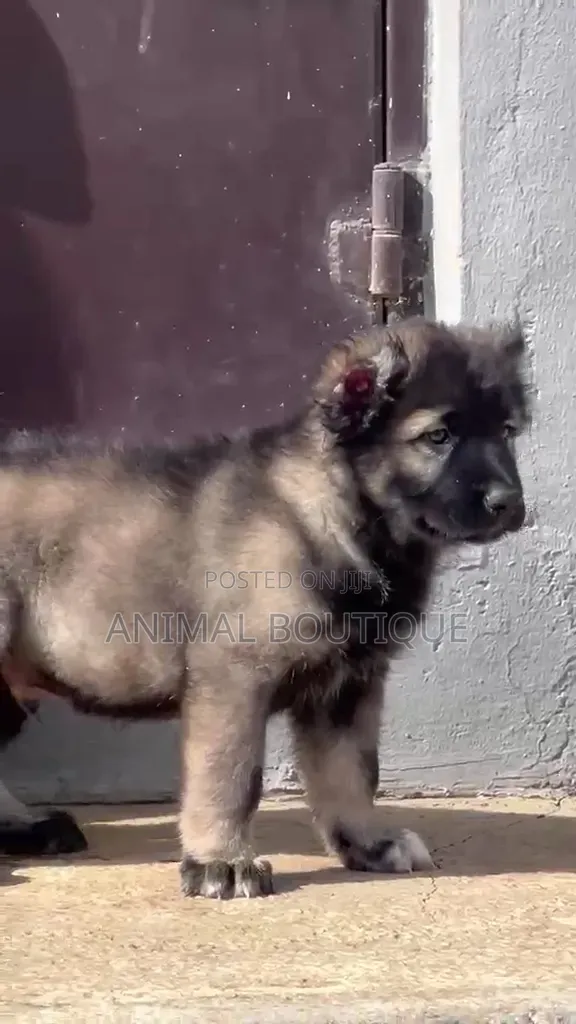 1-3 months Male Purebred Caucasian Shepherd