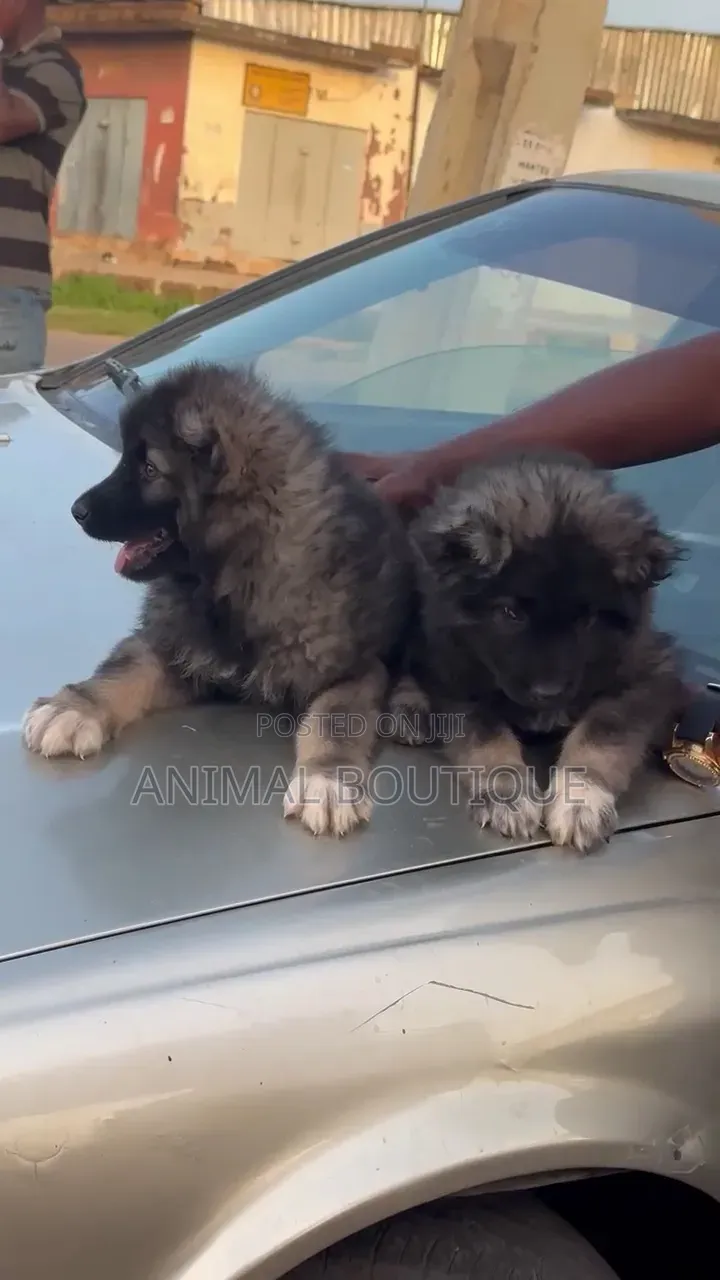 1-3 months Male Purebred Caucasian Shepherd