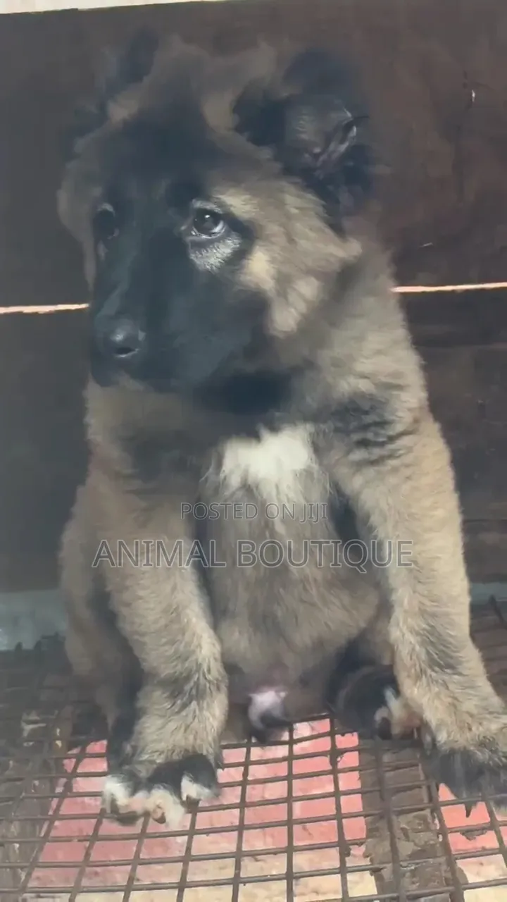 1-3 months Male Purebred Caucasian Shepherd