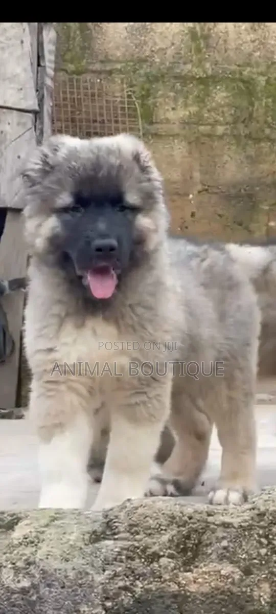 1-3 months Female Purebred Caucasian Shepherd