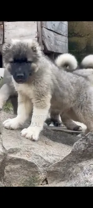 1-3 months Female Purebred Caucasian Shepherd
