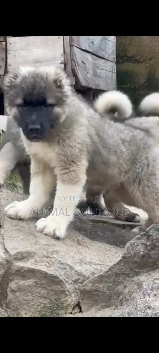 1-3 months Female Purebred Caucasian Shepherd