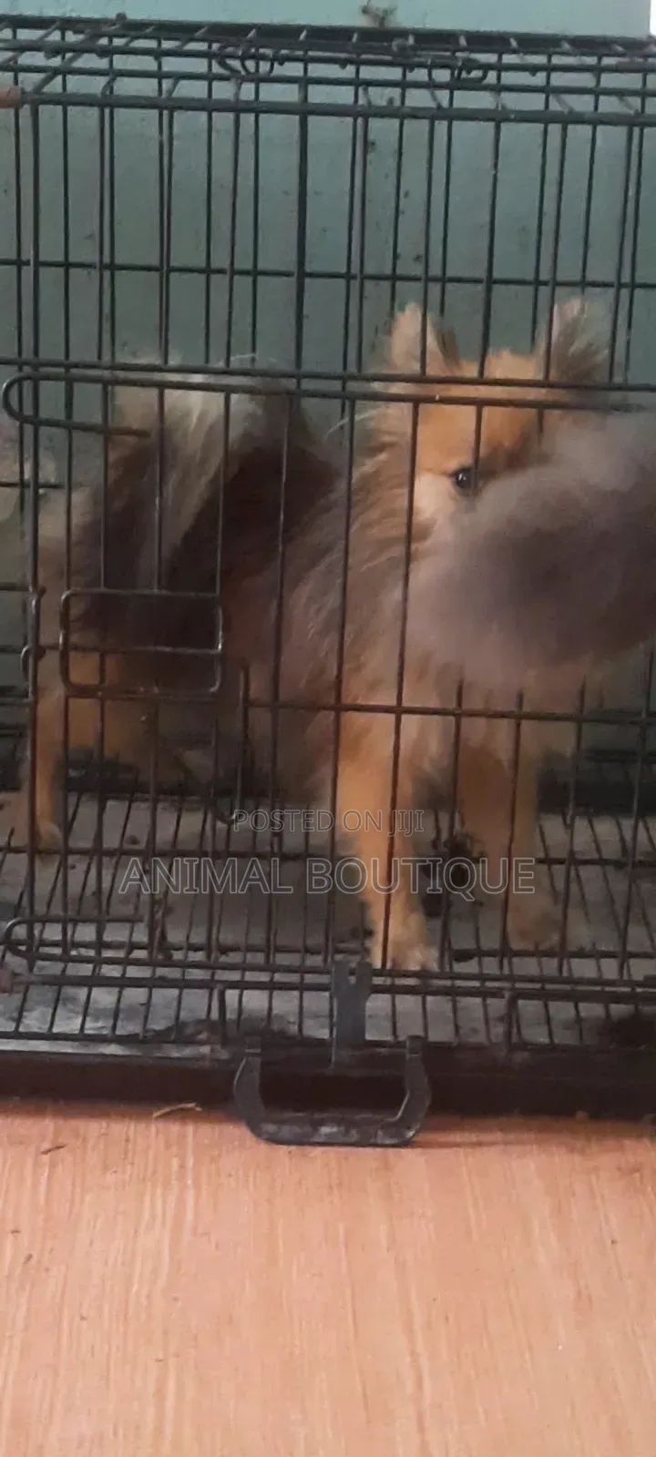 6-12 months Male Purebred Pomeranian